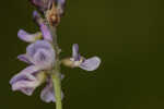 Sampson's snakeroot